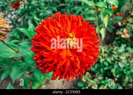 Große rote Blume im Sommergarten Stockfoto