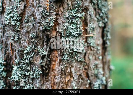 Grünes Moos auf Baumrinde im Wald Stockfoto