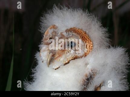 Scheune Owl (Tyto alba) Nahaufnahme des Kopfes der jungen Eccles-on-Sea, Norfolk, Großbritannien Juni Stockfoto