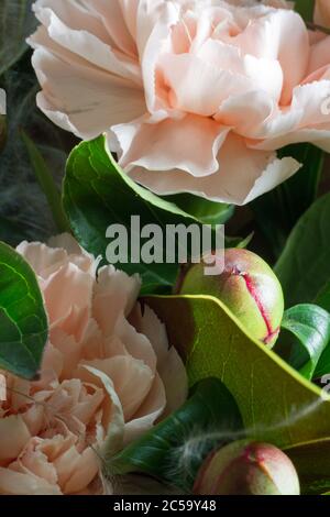 Rosa Pfingstrosen Blumen Blumenstrauß Nahaufnahme auf grauem Hintergrund, selektive Fokus Stockfoto
