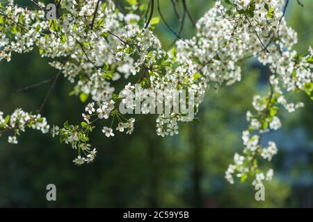 Frühling Apfelbaum in sonnigen Tag Stockfoto