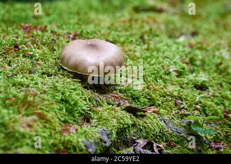 Pilz wächst auf einem Baumstamm Stockfoto