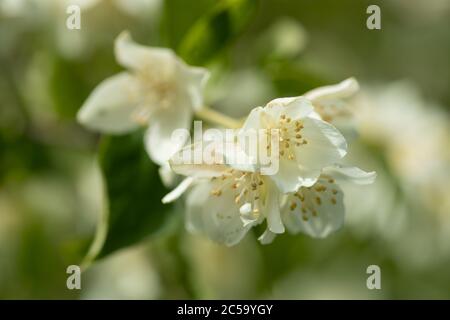 Süßes Mock-Orange (Philadelphus coronarius) Stockfoto