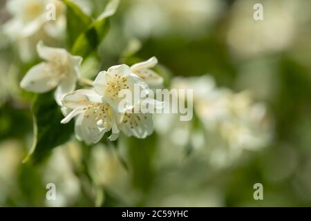 Süßes Mock-Orange (Philadelphus coronarius) Stockfoto