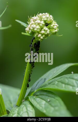 Schwarze Fliege (Simuliidae sp) Stockfoto