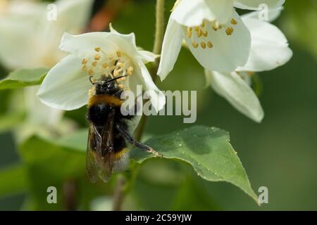 Hummel (Bombus) sammelt Pollen von einer Blume Stockfoto