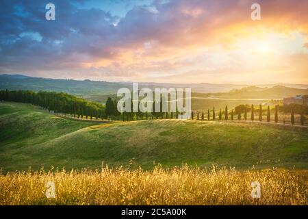 Certaldo canonica Park bei Sonnenuntergang. Sanfte Hügel Landschaft und Zypressen Baumreihe. Florenz, Toskana, Italien Stockfoto