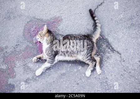 Tote Katze, liegt auf einer asphaltierten Straße, in einem Pool von Blut. Blick von oben Stockfoto