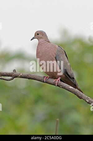 Eared Dove (Zenaida auriculata pentheria) Erwachsenen auf dem toten Baum Bogota, Kolumbien November gehockt Stockfoto