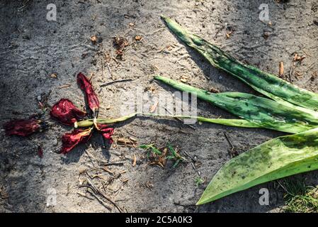 Verwelkte Tulpenblume, auf dem Boden zertreten. Nahaufnahme. Das Konzept von Tod, Altern, Niedergang. Dekadenz Stockfoto