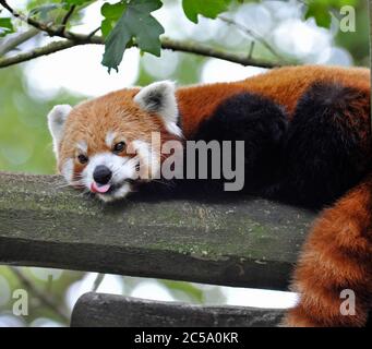 Roter Panda Stockfoto