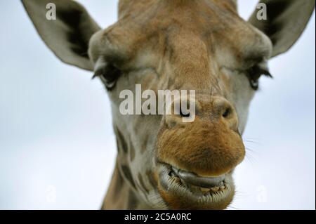 Nahaufnahme der Giraffe Stockfoto