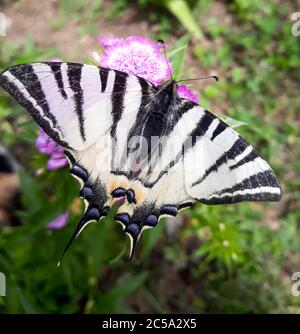 Schwarz-weißer, blasser Schwalbenschwanzschmetterling (Papilio eurymedon), der sich von rosa Dianthus-Blüten ernährt Stockfoto