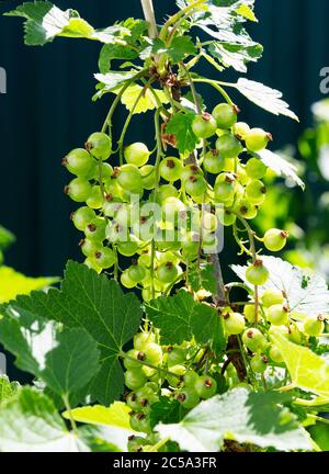 Johannisbeerzweig mit Früchten. Bio Johannisbeere in einem Obstgarten. Zweige mit saftigen Früchten. Nahaufnahme der Johannisbeere reif auf Zweig im Garten. Stockfoto