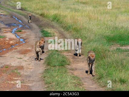 Gepard (Acinonyx jubatus). Geparden, die auf einer unbefestigten Straße im Masai Mara National Reserve, Kenia, Afrika, wandern Stockfoto