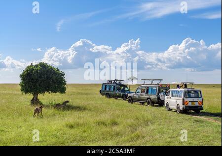 Gepard (Acinonyx jubatus). Touristen in Safaritautos auf einer Wildfahrt, die Fotos von Geparden, Masai Mara National Reserve, Kenia, Afrika Stockfoto