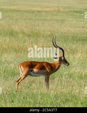 Male Impala (Aepyceros melampus), Masai Mara National Reserve, Kenia, Afrika Stockfoto