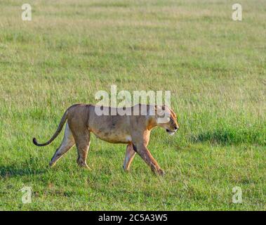 Löwe (Panthera leo). Löwin, die durch offenes Grasland, Masai Mara National Reserve, Kenia, Afrika, geht Stockfoto