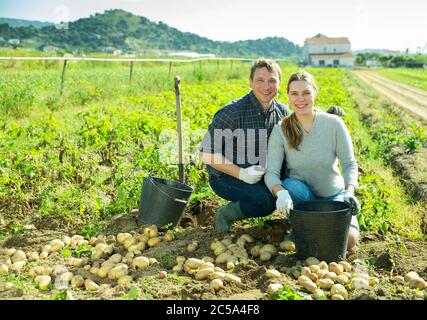 Zufriedene Ehemann und Ehefrau ernten Kartoffeln auf dem Feld an sonnigen Tag Stockfoto