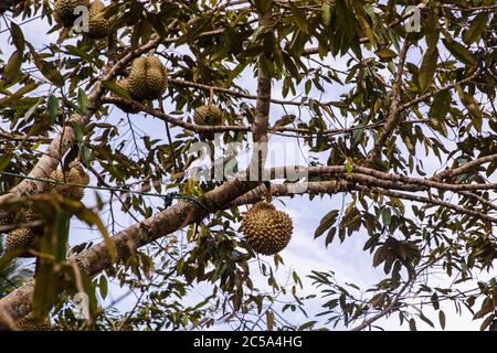 Frisches Durian auf Baum in feuchten Obstgarten Stockfoto