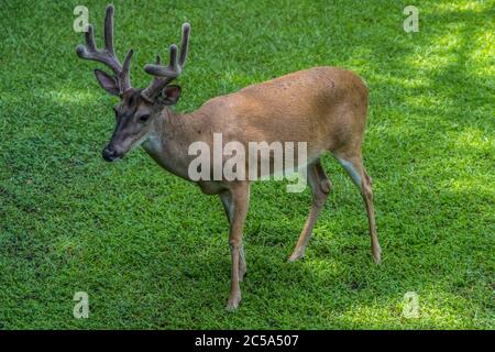 Ein einzelner Weißschwanz-Männchen Hirsch junger Buck, der ruhig im Hof steht und mit seinem samtigen Geweih an einem sonnigen Tag im Sommer posiert Stockfoto