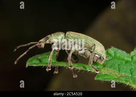 Der Breitnasenkwespel (Polydrusus formosus) Stockfoto