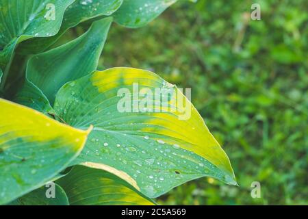 Schöne Hosta Blätter Hintergrund mit Tropfen Tau am Morgen auf Blatt.Green Life Konzept, die grünen Blätter von Hosta mit Tropfen Tau Wasser in der Stockfoto