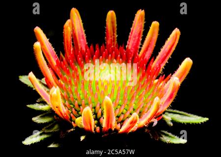 Echinacea Blume in den frühen Stadien des Wachstums auf einem schwarzen Hintergrund Stockfoto