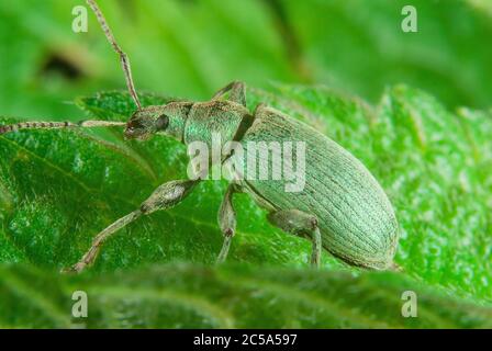Der Breitnasenkwespel (Polydrusus formosus) Stockfoto