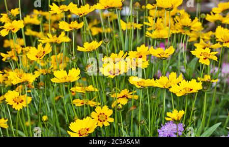 Coreopsis lanceolata ‘Sterntaler’ Stockfoto