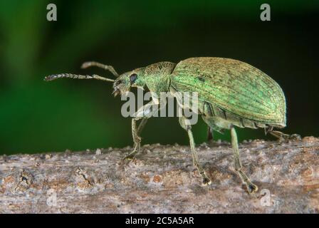 Der Breitnasenkwespel (Polydrusus formosus) Stockfoto