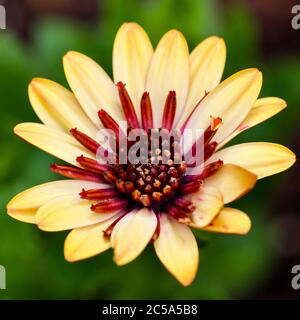 Osteospermum ‘3D Banana Shake’ Stockfoto