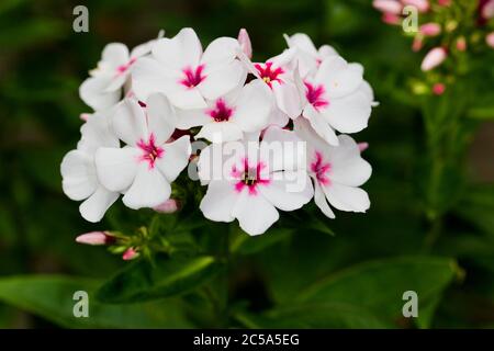Phlox paniculata 'Weiße Auge Flame' Stockfoto