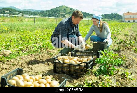 Bauernhof Paar in den Anbau von Bio-Gemüse beschäftigt, Ernte frühen Kartoffeln im Frühjahr Stockfoto