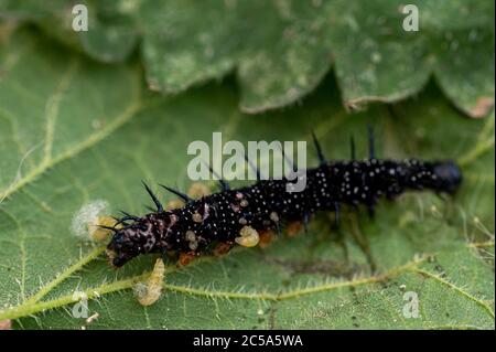 Parasitoid Wespen Larven aus einem lebenden Pfau Schmetterling Raupe Stockfoto