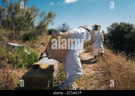 Imker hält einen Bienenstock auf dem Rücken, um Honig zu ernten. Bienenzucht Stockfoto