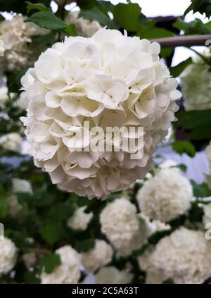 Japanischer Schneeball Bush, Sorte Viburnum Plicatum oder Hortensia Blumen, zeigt schöne weiße Blumen im Frühling auf verschwommenem Hintergrund Stockfoto