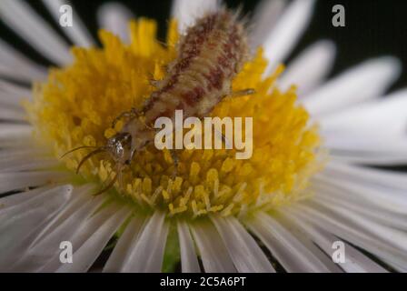 Larve der Gemeinen grünen Schnauzerei (Chrysoperla carnea) Stockfoto