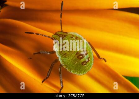 Die grüne Schildwanznymphe (Palomena prasina) Stockfoto