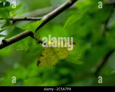 Brimstone Motte, Opisthograptis luteolata, Cornwall, Großbritannien Stockfoto