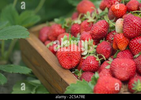 Voller frischer Erdbeerkorb. Felder im Freien Plantage mit Erdbeeren bereit für die Ernte. Frische Erdbeere vom Bauernhof Stockfoto