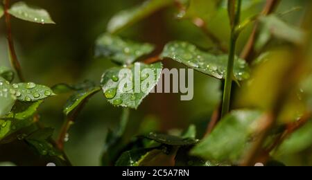 Nahaufnahme von Wassertropfen, die nach Regen auf grünen Blättern im Garten Rollen Stockfoto