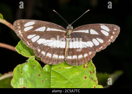 Der Segelflieger (Neptis sappho) Stockfoto