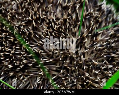 Nahaufnahme der Stacheln eines westeuropäischen Igels, Erinaceus europaeus, Cornwall, UK Stockfoto