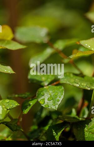 Nahaufnahme von Wassertropfen, die nach Regen auf grünen Blättern im Garten Rollen Stockfoto