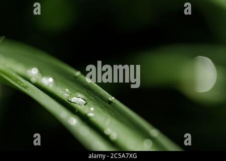 Nahaufnahme von Wassertropfen, die nach Regen auf grünen Blättern im Garten Rollen Stockfoto