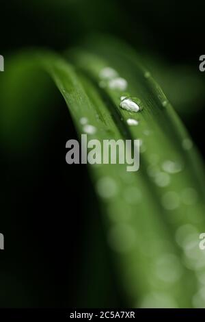 Nahaufnahme von Wassertropfen, die nach Regen auf grünen Blättern im Garten Rollen Stockfoto