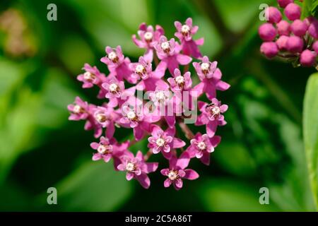 Zarte rosa Blüten und Knospen der Sumpfmilchkraut (Asclepias incarnata) wächst in der Nähe eines Teiches in Ottawa, Ontario, Kanada. Stockfoto