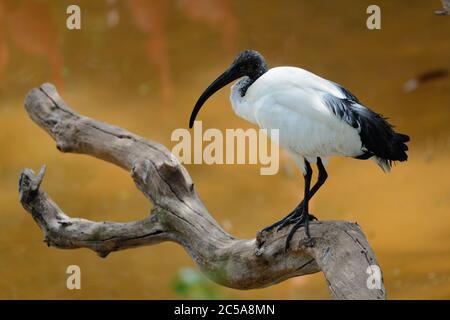 African Sacred Ibis (Threskiornis aethiopicus) auf dem Balken Stockfoto