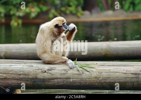 Wiederkäuer-Weißhandgibbon auch als Lar Gibbon mit grünem Zweig auf Baumstämmen sitzend bekannt. Lateinischer Name - Hylobates lar Stockfoto